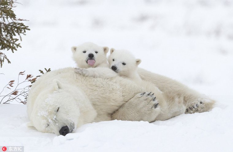 北极熊妈妈小睡遭熊孩子扰梦 宠溺搂入怀中暖化了